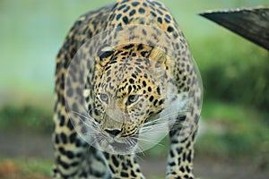 Far eastern leopard