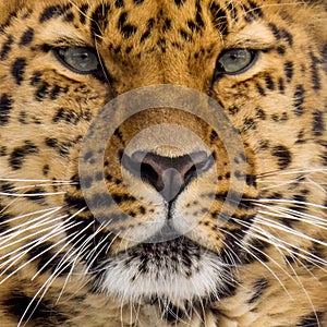 The far eastern leopard, also called the amur leopard, is the rarest cat in the far eastern region.