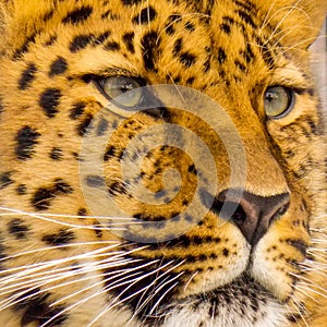 The far eastern leopard, also called the amur leopard, is the rarest cat in the far eastern region.