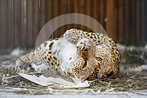 Far Eastern leopard in captivity