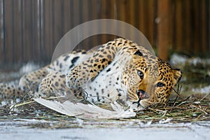 Far Eastern leopard in captivity