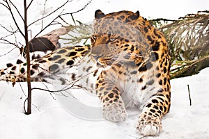 Far Eastern leopard lies in the snow, next to a fallen spruce, a rare cat