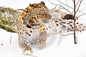The Far Eastern leopard lies in the snow, turning its powerful muzzle, the tough animal