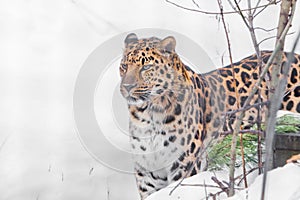 Far Eastern leopard looks cheerfully and with interest on a white snowy