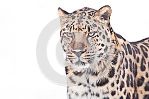 Far Eastern leopard on a white background, half a figure