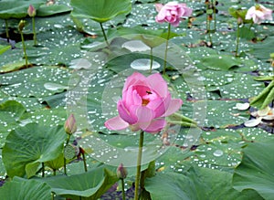 Far Eastern lotus Komarova with bright pink petals on the background of the lotuses lake, green leaves and drops of water.