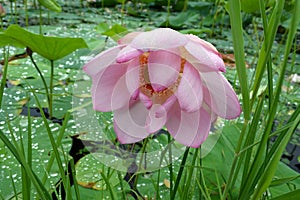 Far Eastern lotus Komarova with light pink petals on the background of the lotuses lake, green leaves and drops of water.