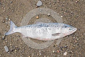 Far Eastern salmon lying on the sand