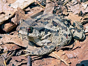 Far-eastern Toad (Bufo gargarizans) 2