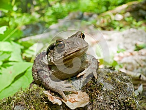 Far-eastern Toad (Bufo gargarizans) 7