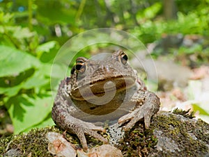 Far-eastern Toad (Bufo gargarizans) 8