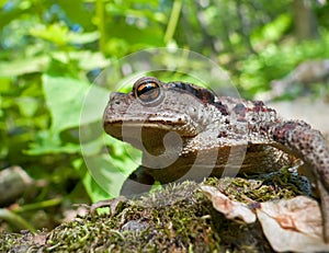 Far-eastern Toad (Bufo gargarizans) 9