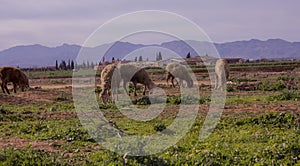 Far farm and close sheep