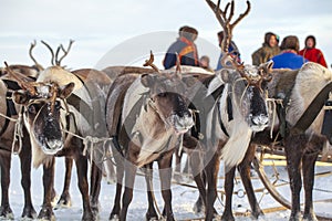 Far North, Yamal Peninsula, Reindeer Herder`s Day, local residents in national clothes of Nenets