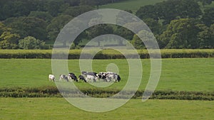 A far off group of cows in a field