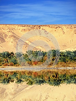 Farafra oasis