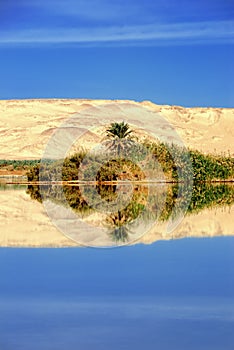 Farafra oasis