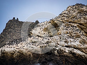Farallon Island Rock with Birds photo