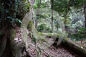 farashiyama bamboo forest kyoto japan