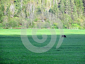 A faraway view of a black bear roaming around in a farmers field during a beautiful summer evening in clearwater, british columbia