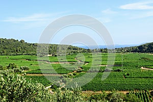 A faraway  view of a sprawling wine vineyard growing the local grk grapes on Korcula island in Croatia.