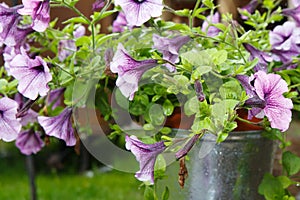 The farbitis purple morning glory Pharbitis after a rain .