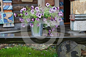 The farbitis purple morning glory Pharbitis after a rain .