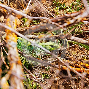 Fardacho green lizard in the branches Spain