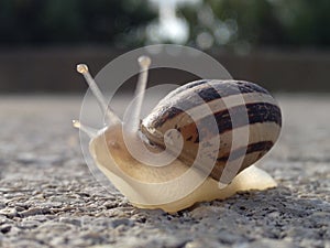 Fareground of a curious snail