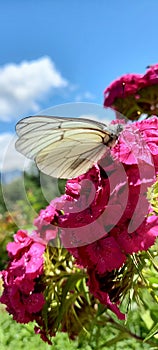 farfalla bianca su garofano cinese fucsia photo