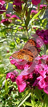 farfalla Brenthis Daphne su fiori fucsia