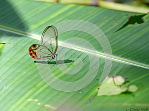 Farfalla di vetro photo
