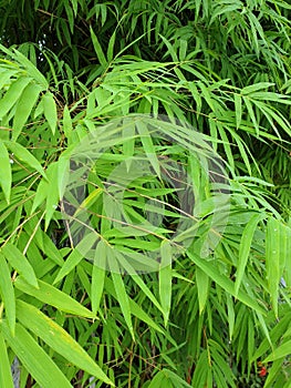 Fargesia murielae or common bamboo in natural background