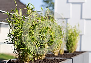 Fargesia murielae in a flower pot
