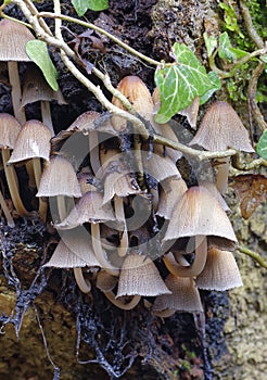 Faries Bonnets or Trooping Crumble Caps