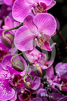 Farland Orchid