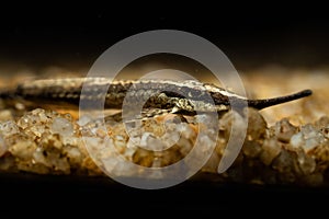 Farlowella Acus resting on small pebbles submerged in water