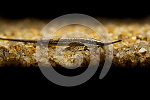 Farlowella Acus resting on small pebbles submerged in water