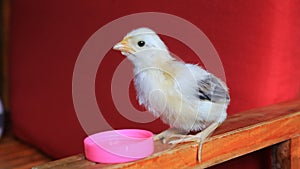 Farm Adorable Cute Chick on Feeding and Drinking Water