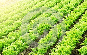 Farm agricultural field of carrots plantation. Agroindustry and agribusiness. Agriculture, growing organic food vegetables.