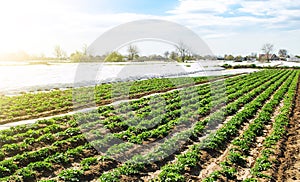 Farm agricultural field of plantation of young Riviera variety potato bushes. Agroindustry and agribusiness. Agriculture, growing