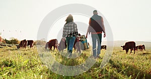 Farm, agriculture and cattle with a man and woman at work together as a team in the dairy farming industry. Teamwork