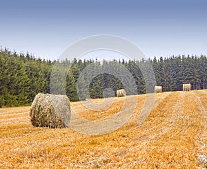 Farm, agriculture and landscape, nature and hay bales with environment and farming location in Denmark. Fresh air