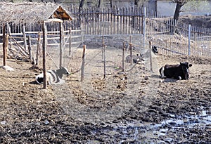 Farm animal photo