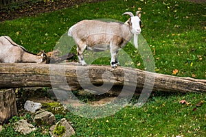 Farm animal goat balancing on tree