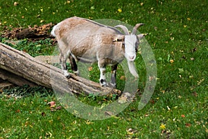 Farm animal goat walking on meadow