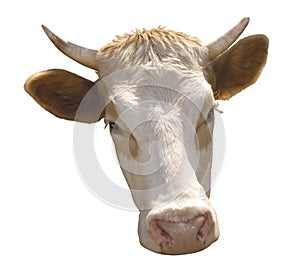 Farm animal - head of cow, 5 years old, standing