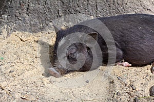 Farm animal piglet young domestic,  farming