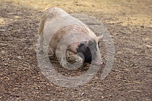 Farm animal piglet young domestic,  pig