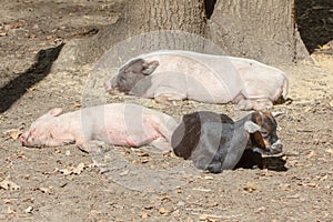 Farm animal piglet young domestic,  pig agriculture